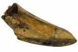 Fossil Hadrosaur (Edmontosaurus) Tooth - Montana #176371-1